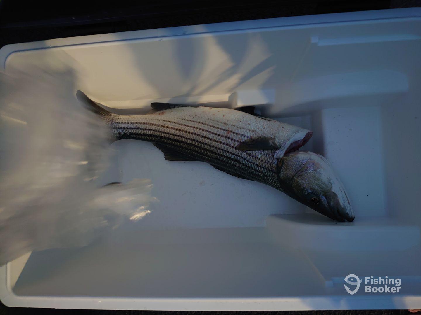 Captain Tim is Awesome! 