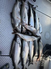A collection of freshly caught Lake Trout displayed on a boat's deck, showcasing a successful fishing trip.