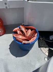 A bucket filled with freshly caught Red Snapper on a fishing boat, showcasing a successful day on the water.