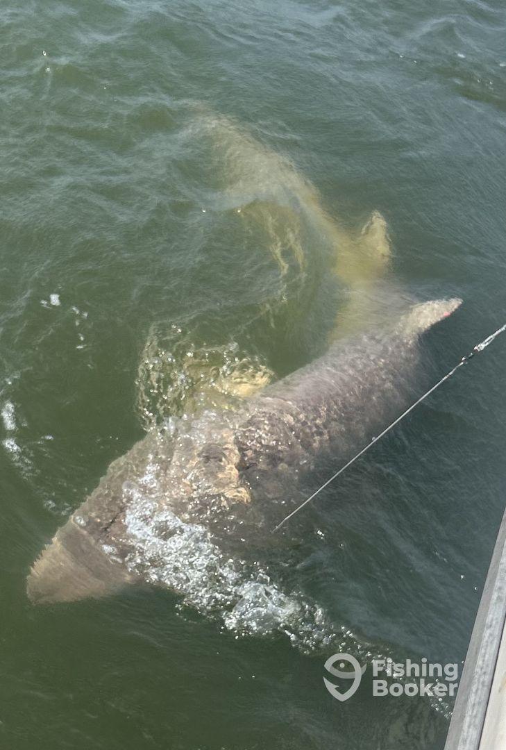 Didn’t see dolphins ;) - but caught some sharks!!