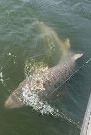 A large fish, possibly a shark, is seen swimming near the surface, showcasing the excitement of fishing in open waters.