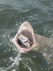 A large shark is actively feeding on a smaller fish, showcasing the thrill of deep-sea fishing.