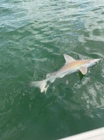 A shark is seen swimming in the water, showcasing the excitement of fishing in a coastal environment.