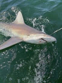 A large shark is being reeled in during a fishing trip, showcasing the excitement of deep-sea fishing.