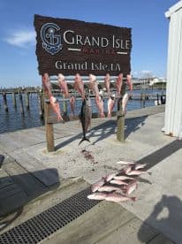 A display of freshly caught fish, including a large Black Drum and several Snapper, arranged on a board at Grand Isle Marina in Louisiana.