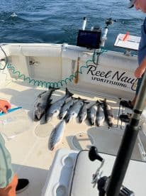 A variety of fish, including Salmon, displayed on the deck of a sportfishing boat, showcasing a successful fishing trip.