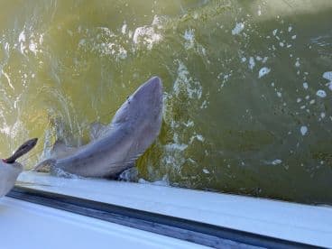 A shark is being reeled in during a fishing trip, showcasing the excitement of angling in coastal waters.