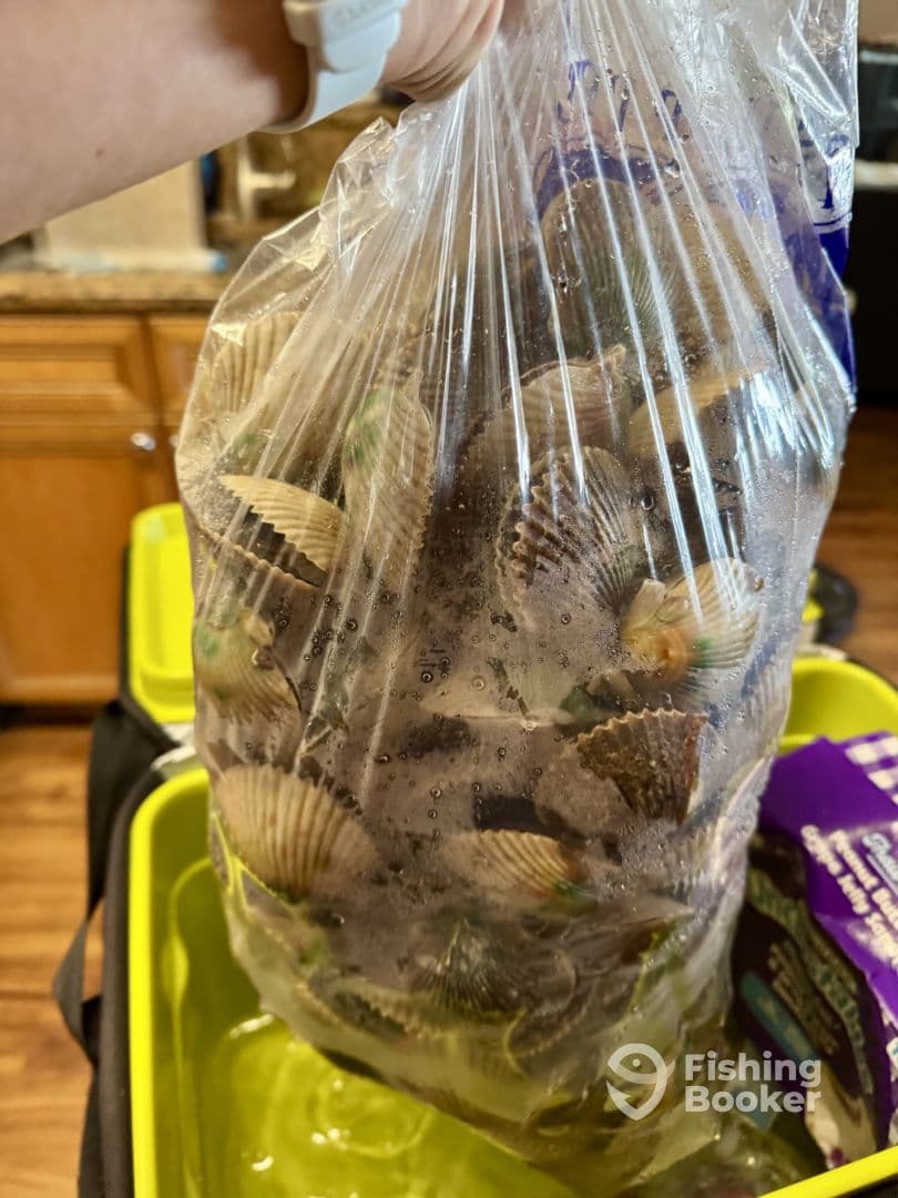 A hand holding a bag filled with freshly caught scallops, showcasing a successful day of shellfishing.