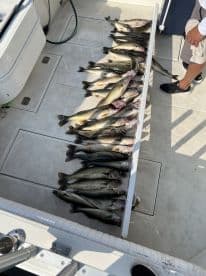 A collection of Walleye neatly arranged in a storage area on a fishing boat, showcasing a successful day on the water.