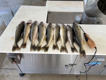 A neatly arranged display of Walleye on a cleaning station, showcasing a successful fishing trip.