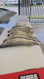 A neat display of freshly caught Walleye laid out on a cleaning table, showcasing a successful fishing trip.
