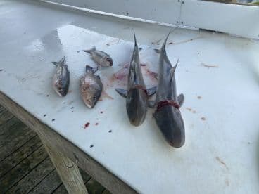 A variety of fish, including two sharks and smaller species, laid out on a cleaning table at a fishing dock.