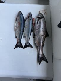 Three freshly caught fish displayed on a cleaning table, showcasing a successful fishing trip.