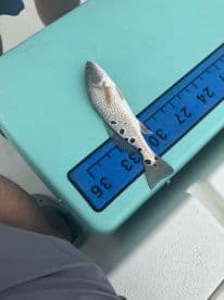 A Redfish displayed on a measuring board aboard a fishing boat, showcasing its size against the blue background.
