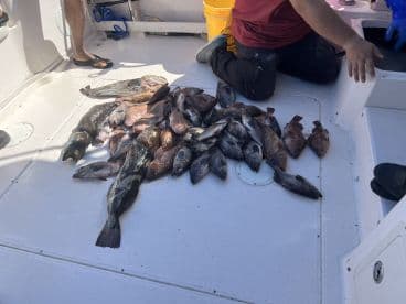 A variety of fish, including Grouper and Snapper, displayed on the deck of a fishing boat, showcasing a successful day of deep-sea fishing.
