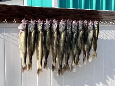 A neatly arranged display of freshly caught Walleye on a catch board, showcasing a successful fishing trip.