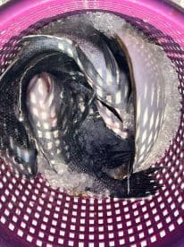 A variety of fish, including blackfish and snapper, stored in a purple basket filled with ice, showcasing a successful fishing trip.