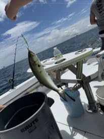 An angler is reeling in a fish while fishing on a boat, showcasing a vibrant catch against a scenic ocean backdrop.