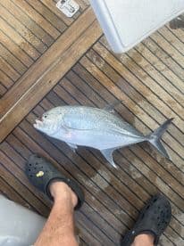 A freshly caught fish displayed on the deck of a boat, showcasing the fishing environment with wooden flooring.