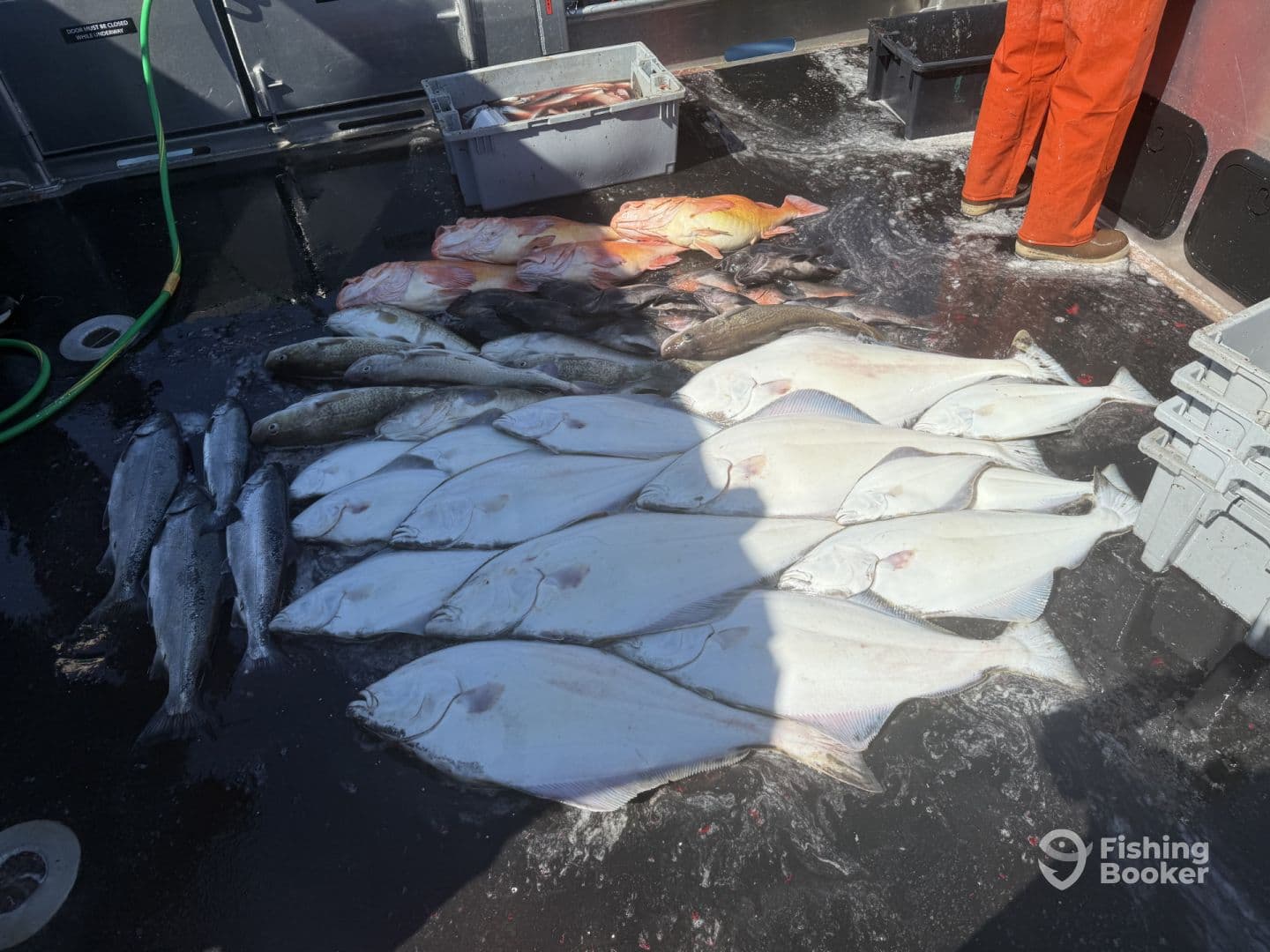 A variety of fish including Halibut and other species laid out on the deck of a fishing boat, showcasing a successful catch from a deep-sea fishing trip.