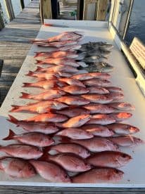 A variety of Snapper and Grouper neatly arranged on a cleaning table at a dock, showcasing a successful fishing trip.