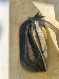 A collection of various fish species stored in a cooler, showcasing a successful fishing trip.