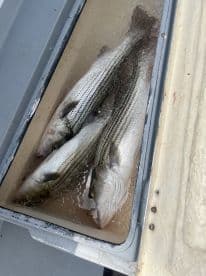 Three striped bass stored in a cooler, showcasing a successful fishing trip.