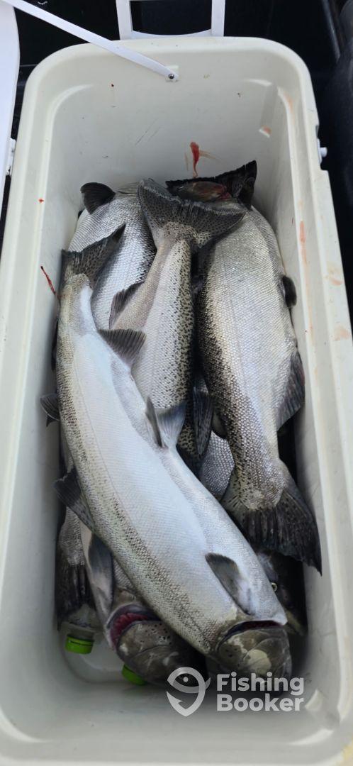 A cooler filled with freshly caught fish, likely a mix of trout, showcasing a successful fishing trip.