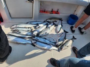 A variety of salmon laid out on the deck of a fishing boat, showcasing a successful catch during a group fishing trip.