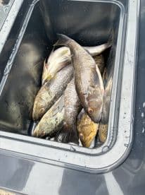 A cooler filled with various fish species, showcasing a successful fishing trip.