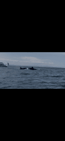 A boat is seen in the distance with a person standing, while two dolphins swim nearby in open water.