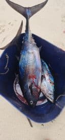 Two large fish, likely Tuna, stored in a blue bucket on the beach after a successful fishing trip.