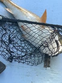 A large Redfish resting in a net on the deck of a fishing boat, showcasing the catch from a recent fishing trip.