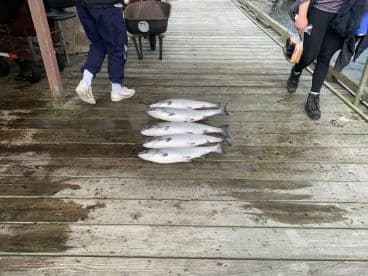 Several Salmon laid out on a dock, showcasing a successful fishing trip, with individuals walking nearby.