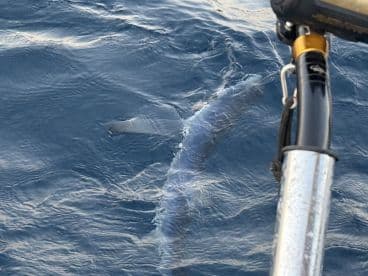 A fish is seen breaking the surface of the water during a fishing expedition, showcasing the excitement of the catch in open waters.