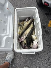 A cooler filled with freshly caught Walleye, showcasing a successful fishing trip.