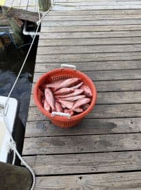 A basket filled with freshly caught fish, likely Snapper, resting on a dock, showcasing a successful fishing trip.