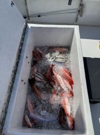 A cooler filled with various fish, including Red Snapper, stored on a boat after a successful fishing trip.