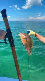 An angler reeling in a Snapper while fishing in clear blue waters, showcasing the excitement of the catch.