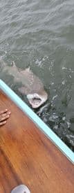 A shark is being reeled in near the boat, showcasing an exciting moment during a fishing trip.