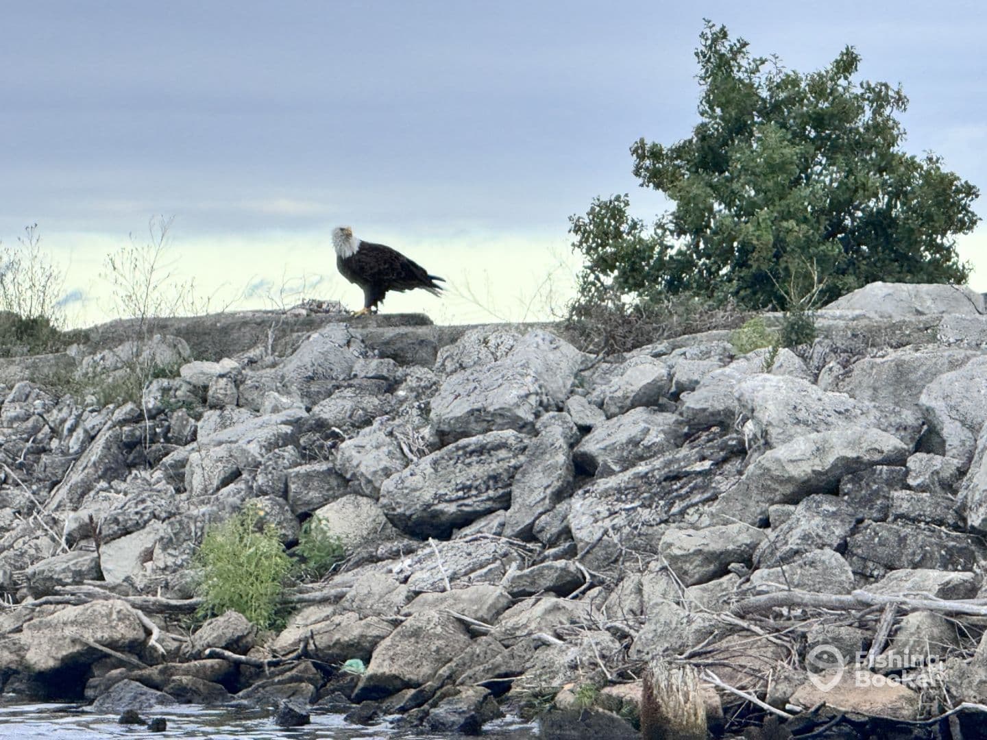 A solitary Bald Eagle perched on rocky terrain, showcasing the natural beauty of the fishing environment.