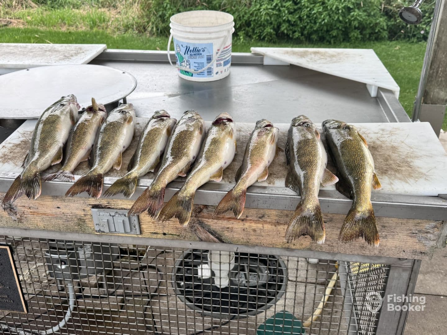 A neat display of freshly caught Walleye laid out on a cleaning station, showcasing a successful fishing trip.