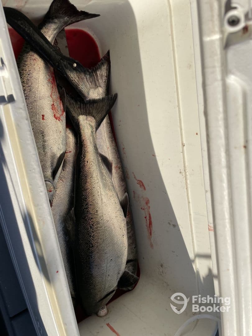A cooler filled with several Salmon, showcasing a successful fishing trip.