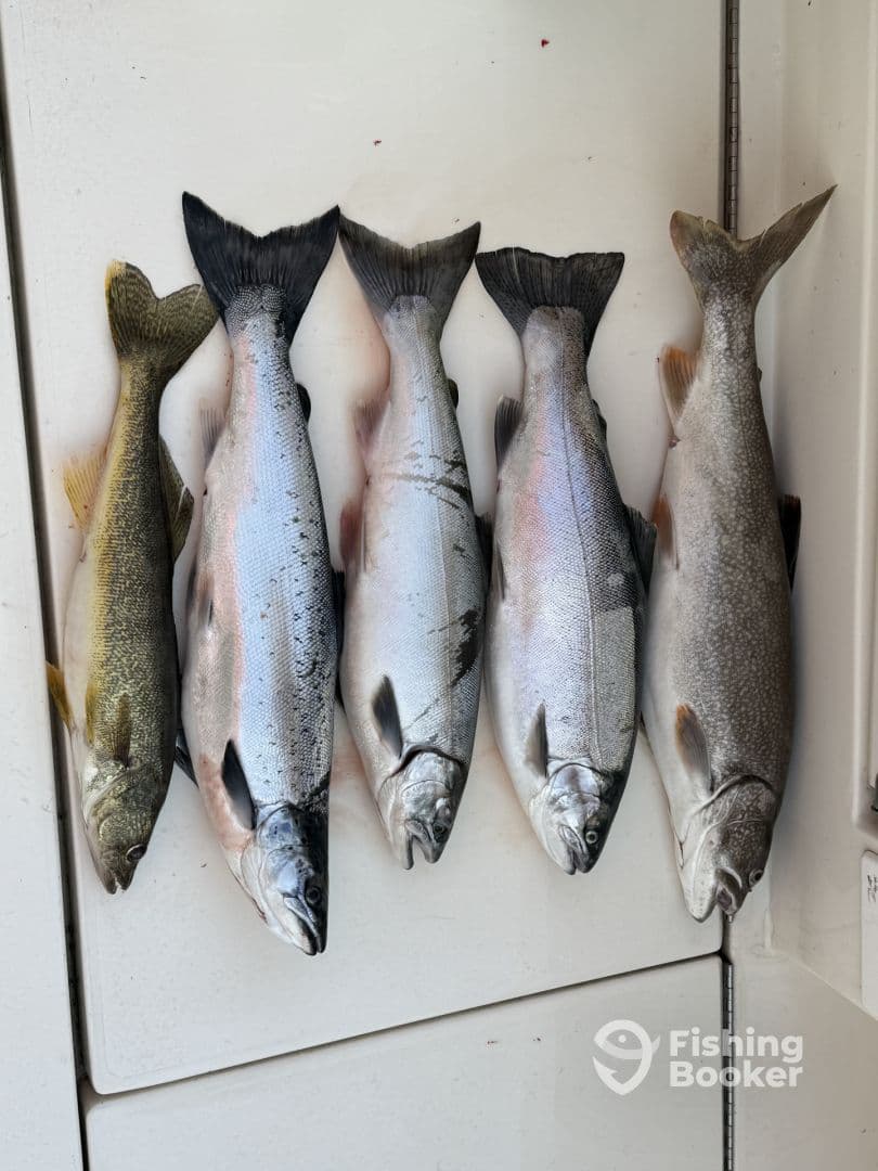 A selection of freshly caught fish, including salmon and a yellow perch, neatly arranged on a display board, showcasing a successful fishing trip.