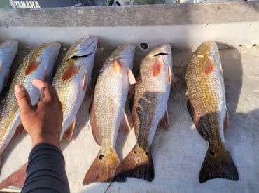 A selection of freshly caught Redfish displayed on a cleaning table, showcasing the successful catch from a recent fishing trip.
