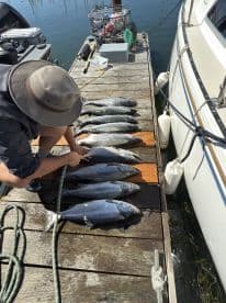 An angler preparing a catch of several Salmon on a dock, showcasing a successful fishing trip.