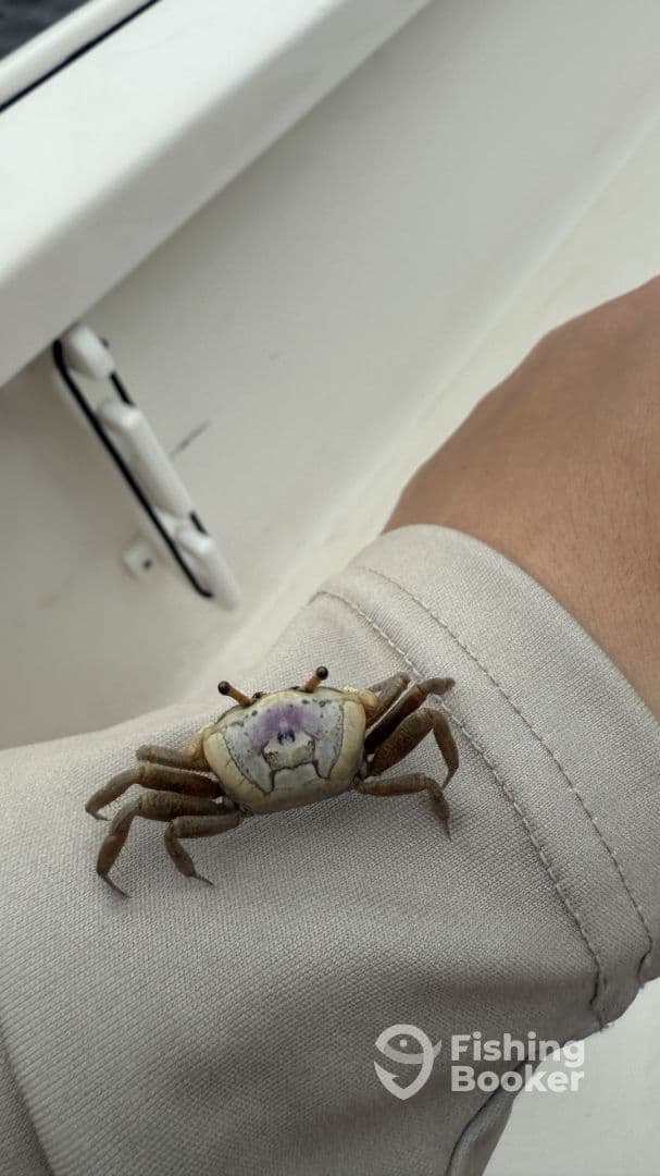A crab perched on a person's arm, showcasing a unique marine encounter while on a fishing boat.