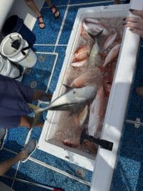 A variety of fish, including Snapper and a large Amberjack, stored in a cooler on a fishing boat, showcasing a successful day on the water.