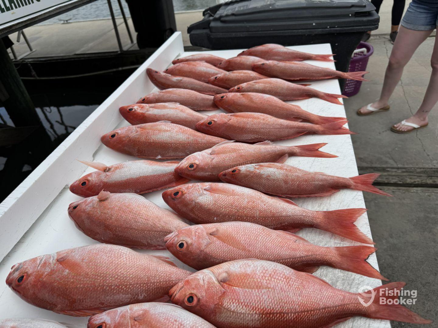 We had an amazing fishing charter.