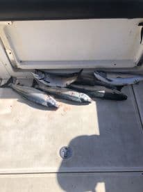 A selection of freshly caught fish, likely salmon, stored in a cooler on a fishing boat, showcasing a successful day on the water.